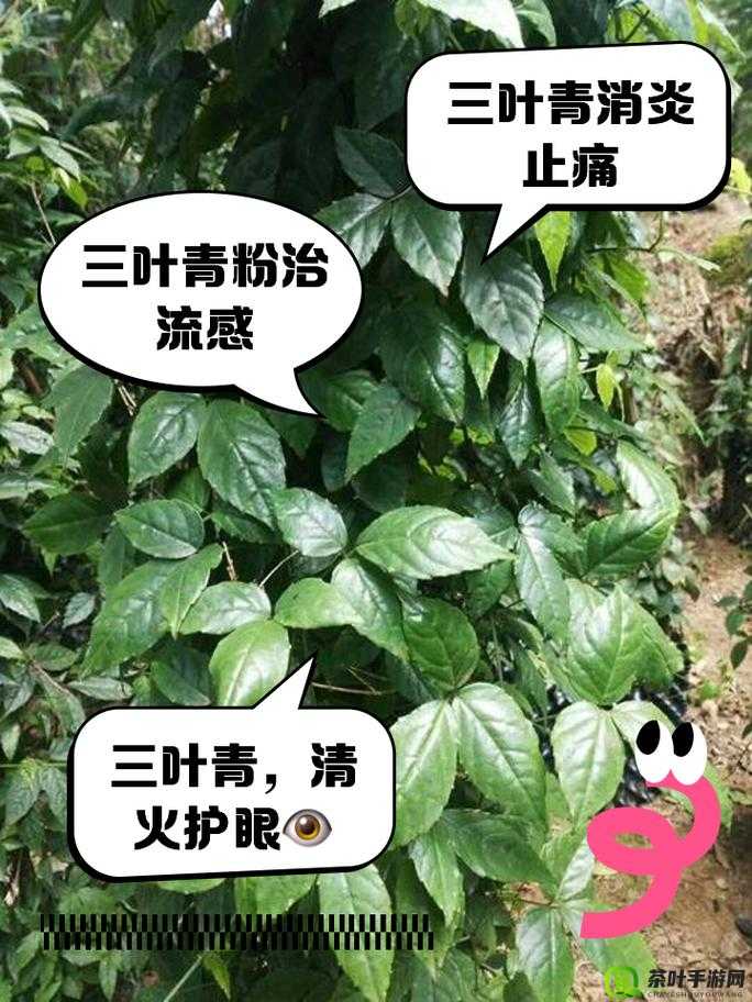 三叶草 gw4441：独特而迷人的植物品种介绍与特点分析