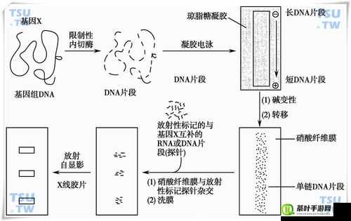 杂交 BUCSM 人类 SSBA：关于其独特性与未来影响的探讨